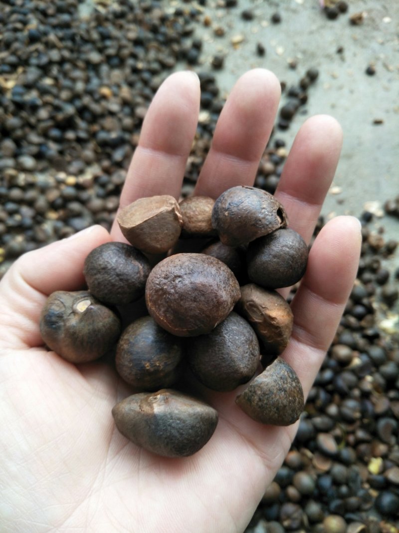纯正野生茶油