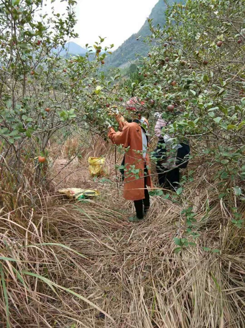 纯正野生茶油