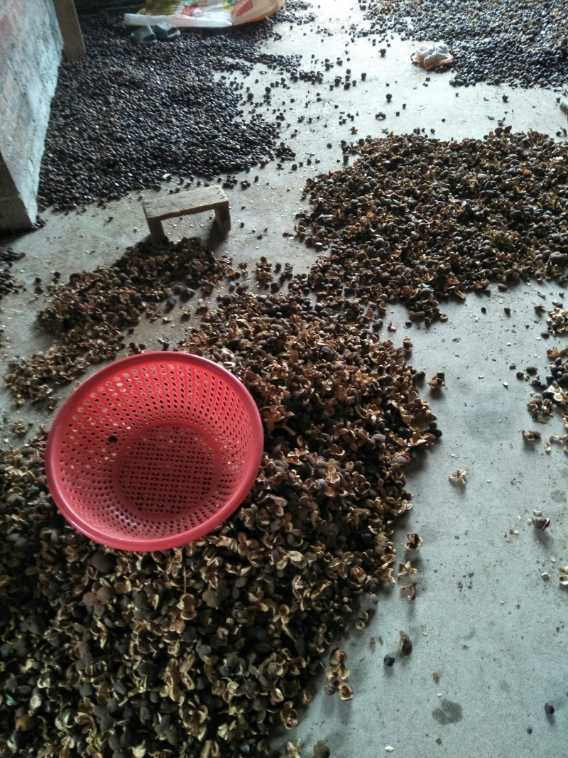 纯正野生茶油