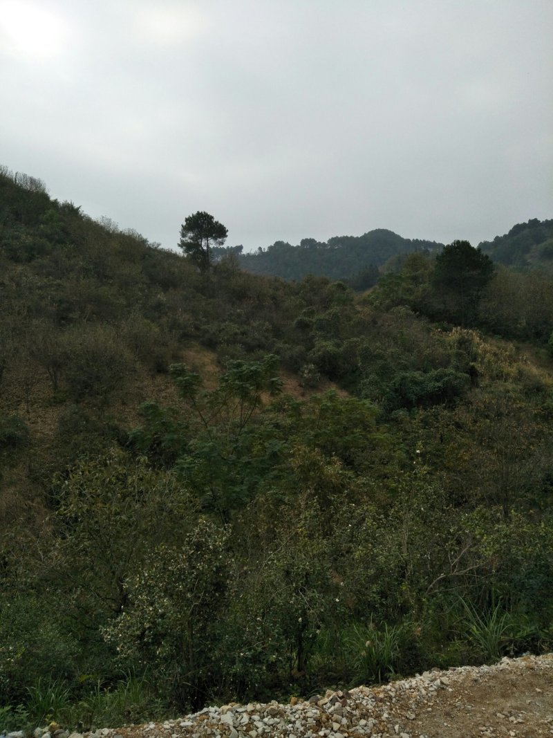 纯正野生茶油