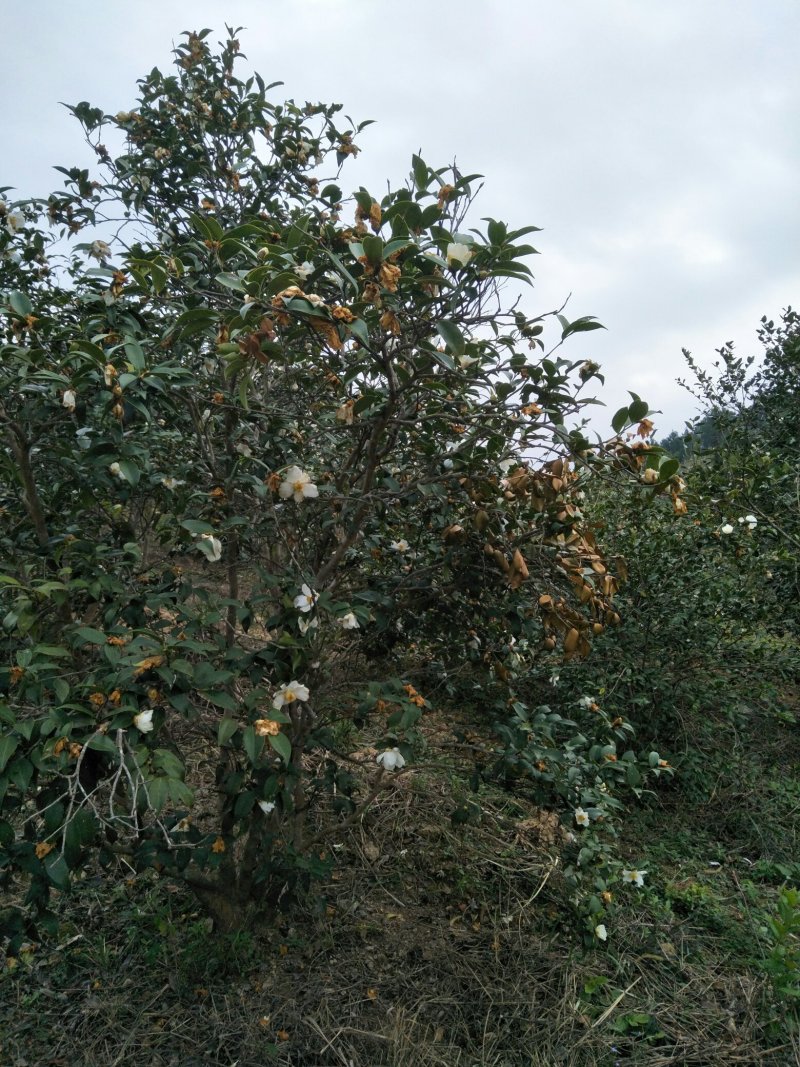 纯正野生茶油