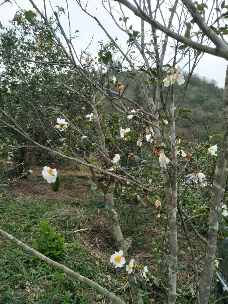 纯正野生茶油