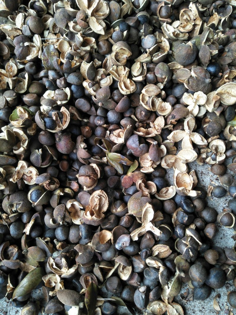 纯正野生茶油