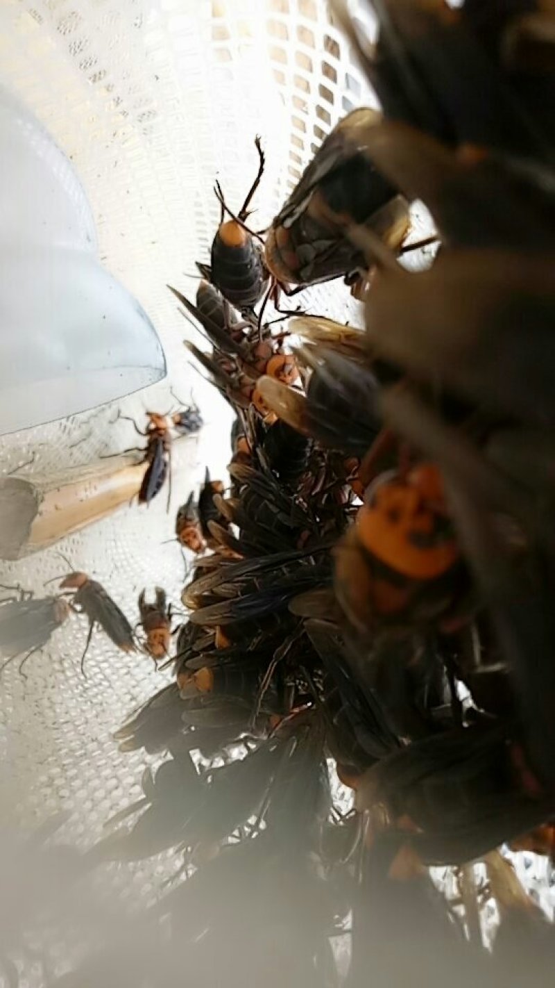 红娘蜂王，黄脚蜂王