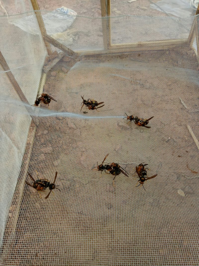 红娘蜂王，黄脚蜂王