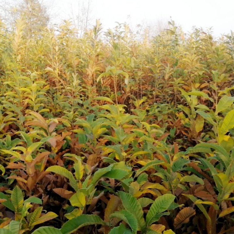 【优质】山东板栗树苗大红袍板栗苗产地直销死苗补发技术指导