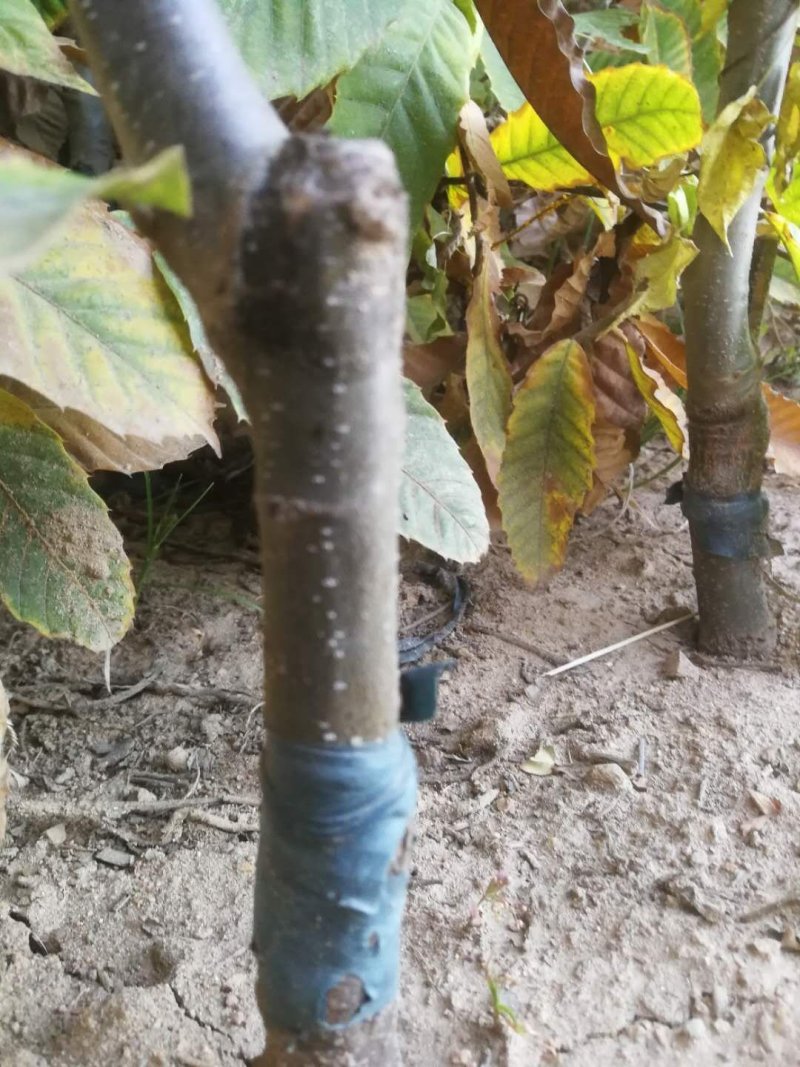 【优质】山东板栗树苗大红袍板栗苗产地直销死苗补发技术指导