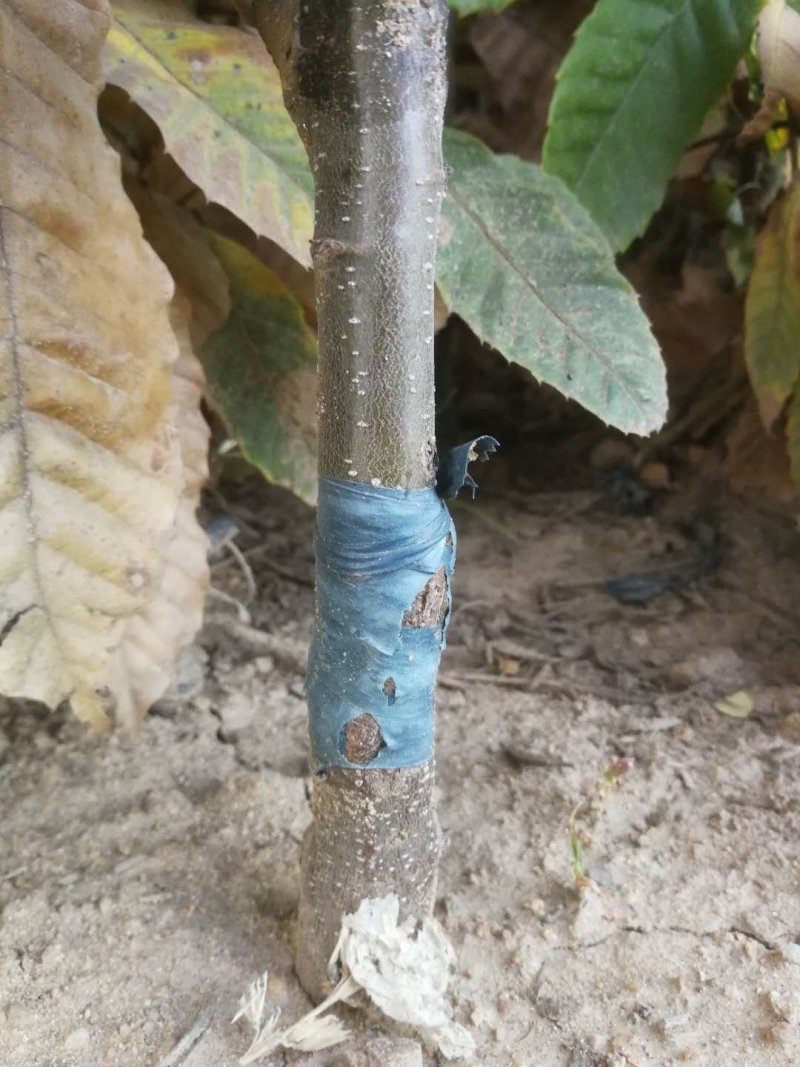 【优质】山东板栗树苗大红袍板栗苗产地直销死苗补发技术指导