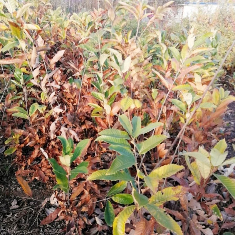 【优质】山东板栗树苗大红袍板栗苗产地直销死苗补发技术指导