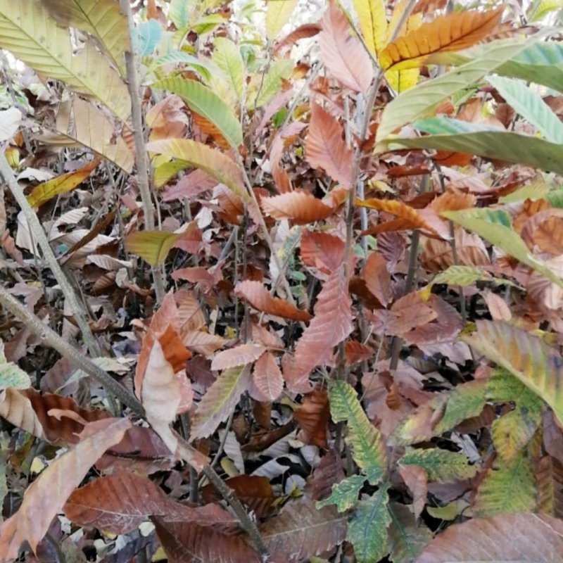 【优质】山东板栗树苗大红袍板栗苗产地直销死苗补发技术指导