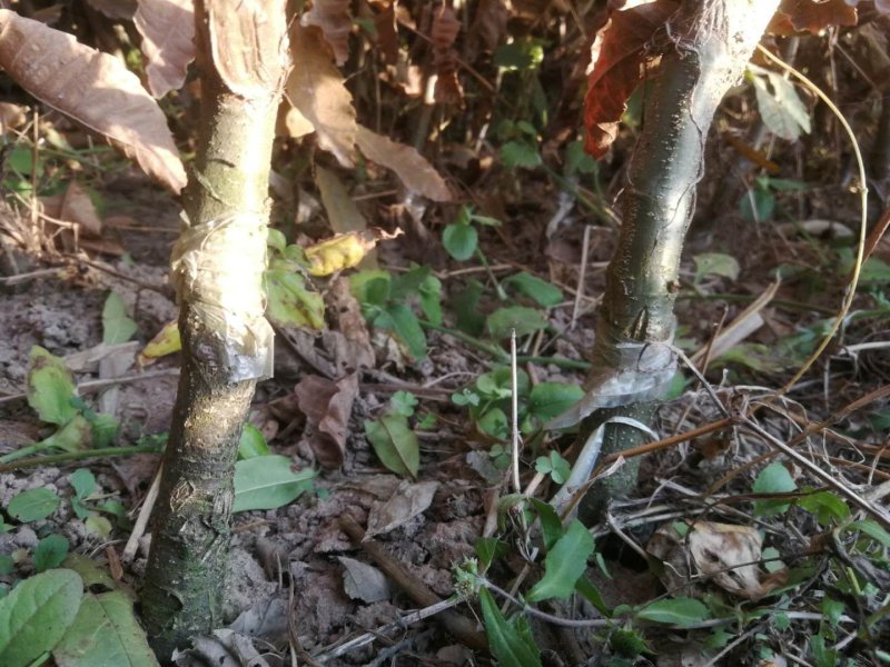【优质】山东板栗树苗大红袍板栗苗产地直销死苗补发技术指导