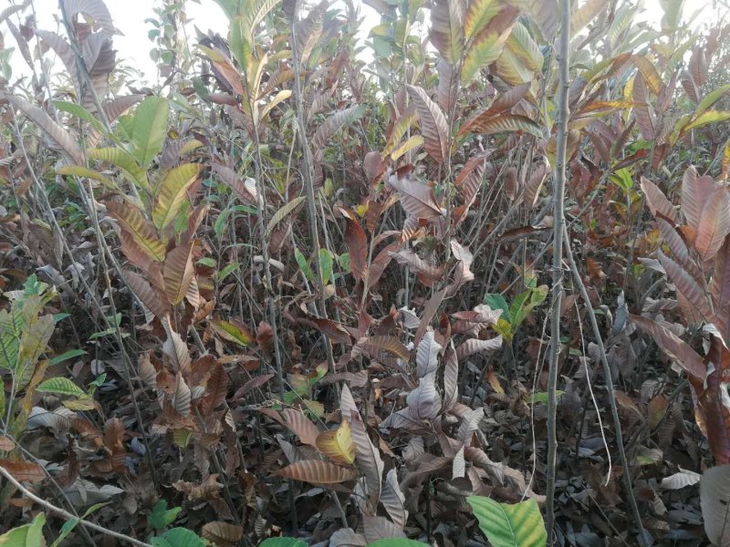 【优质】山东板栗树苗大红袍板栗苗产地直销死苗补发技术指导