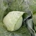 球茎甘蓝