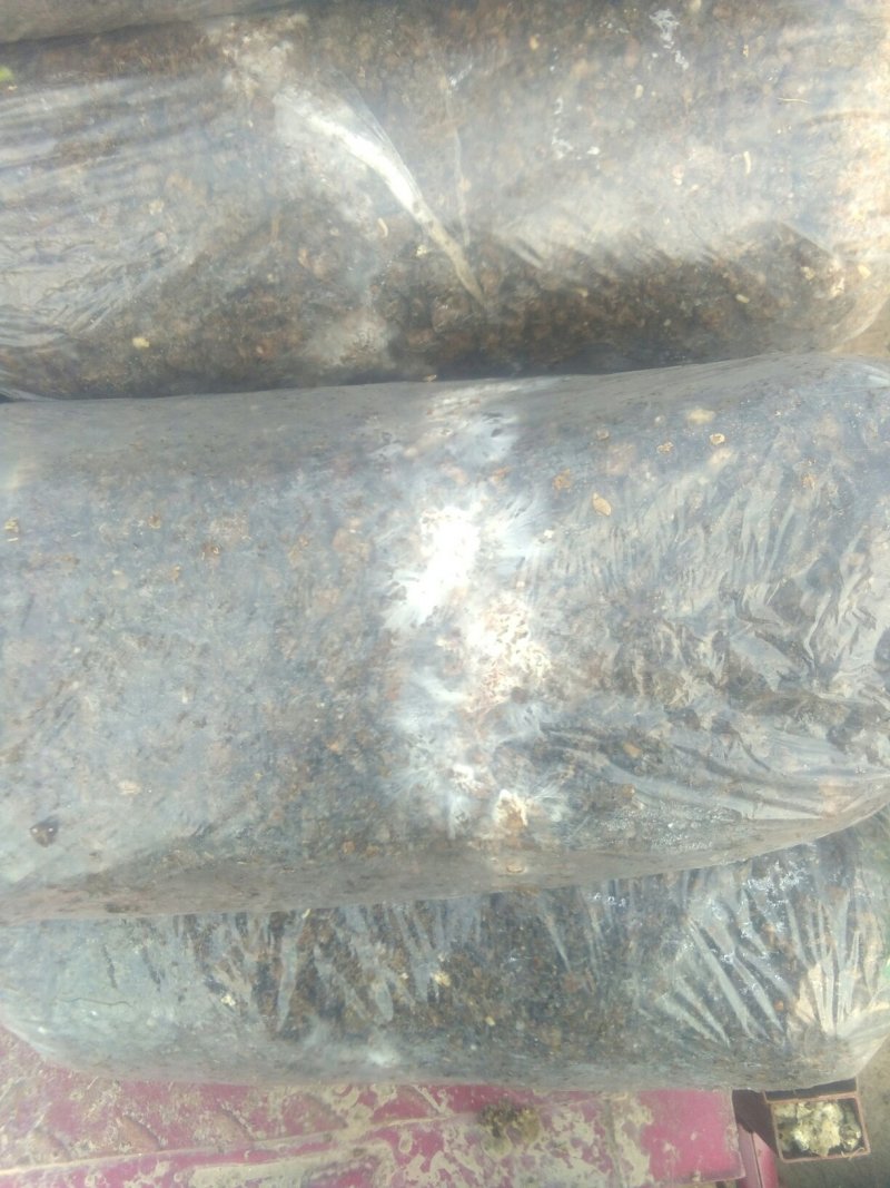 平菇菌棒，鸡腿菇菌棒正在发菌中，预订认购从速