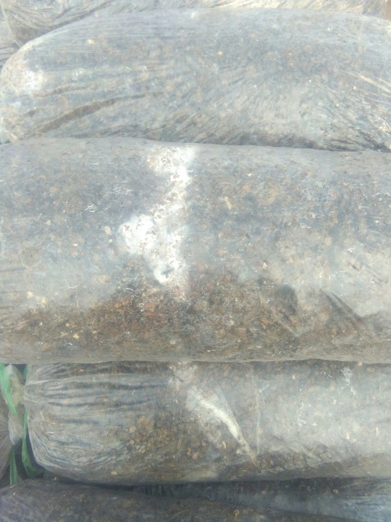平菇菌棒，鸡腿菇菌棒正在发菌中，预订认购从速
