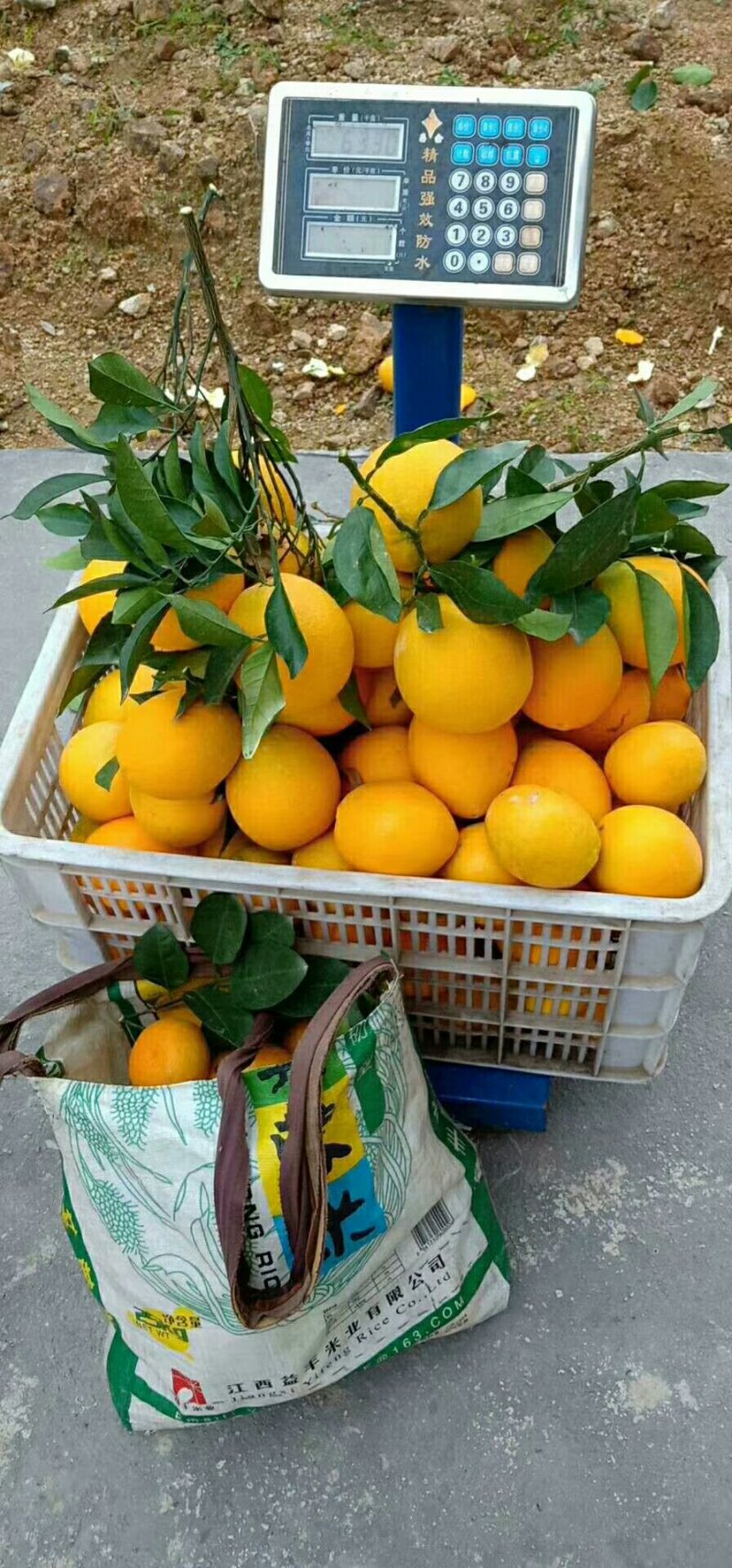 正宗赣南脐橙，皮薄汁多，不催熟，不打甜蜜素，欢迎
