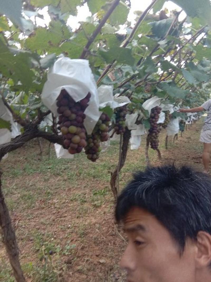 占地占地用葡萄树。大量有货