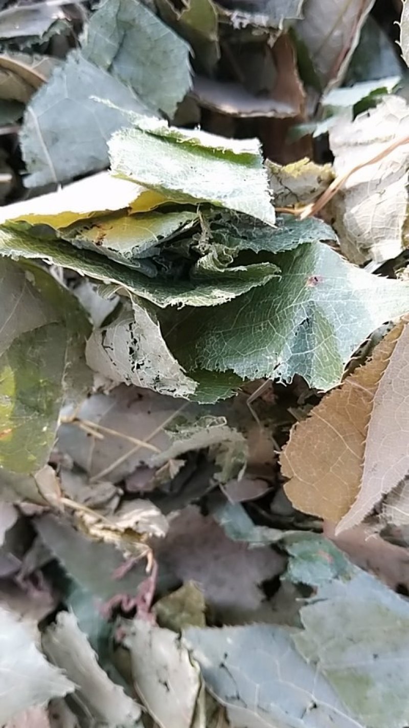 淫羊藿，中药材淫羊藿叶