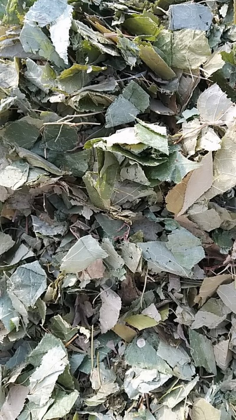 淫羊藿，中药材淫羊藿叶
