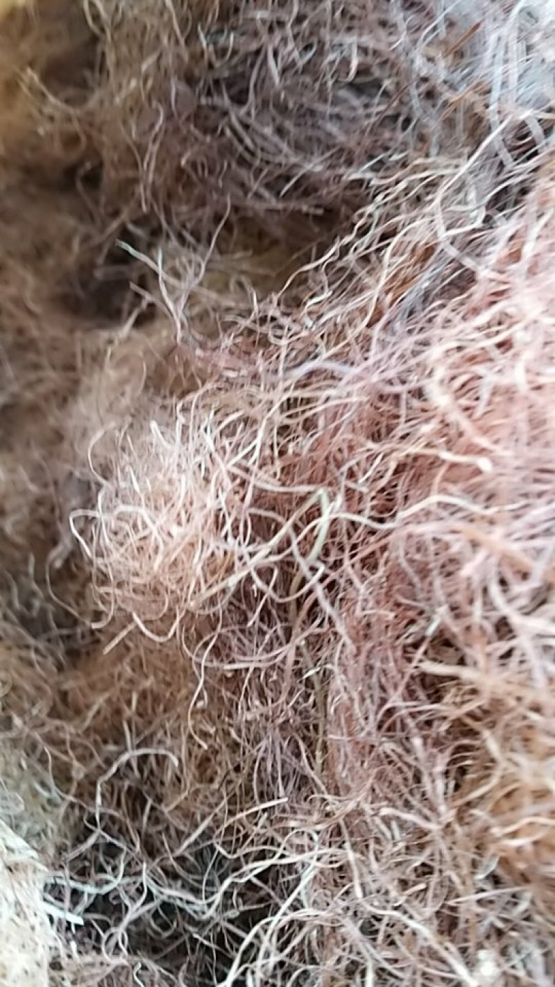 玉米须，中药材玉米须