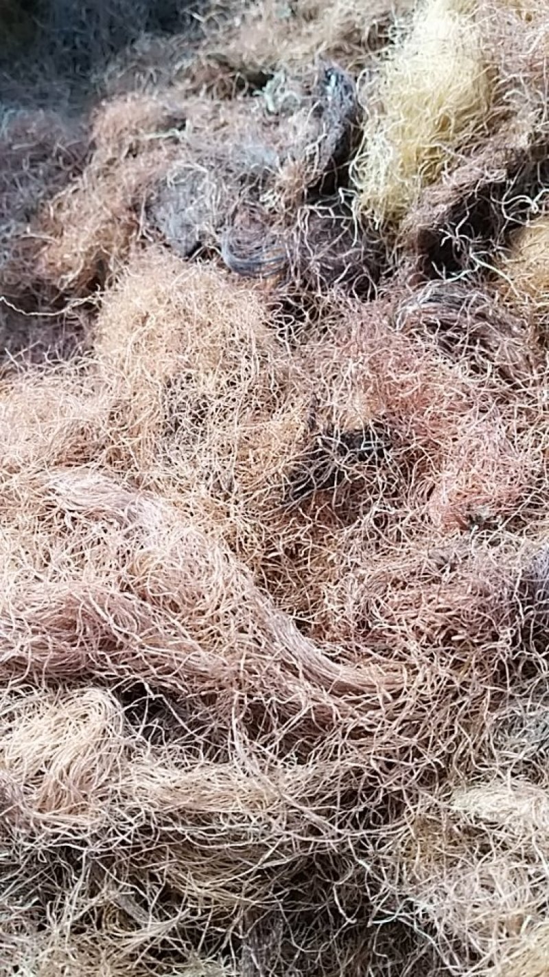 玉米须，中药材玉米须