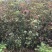 江西九江枫香小苗培育种植基地