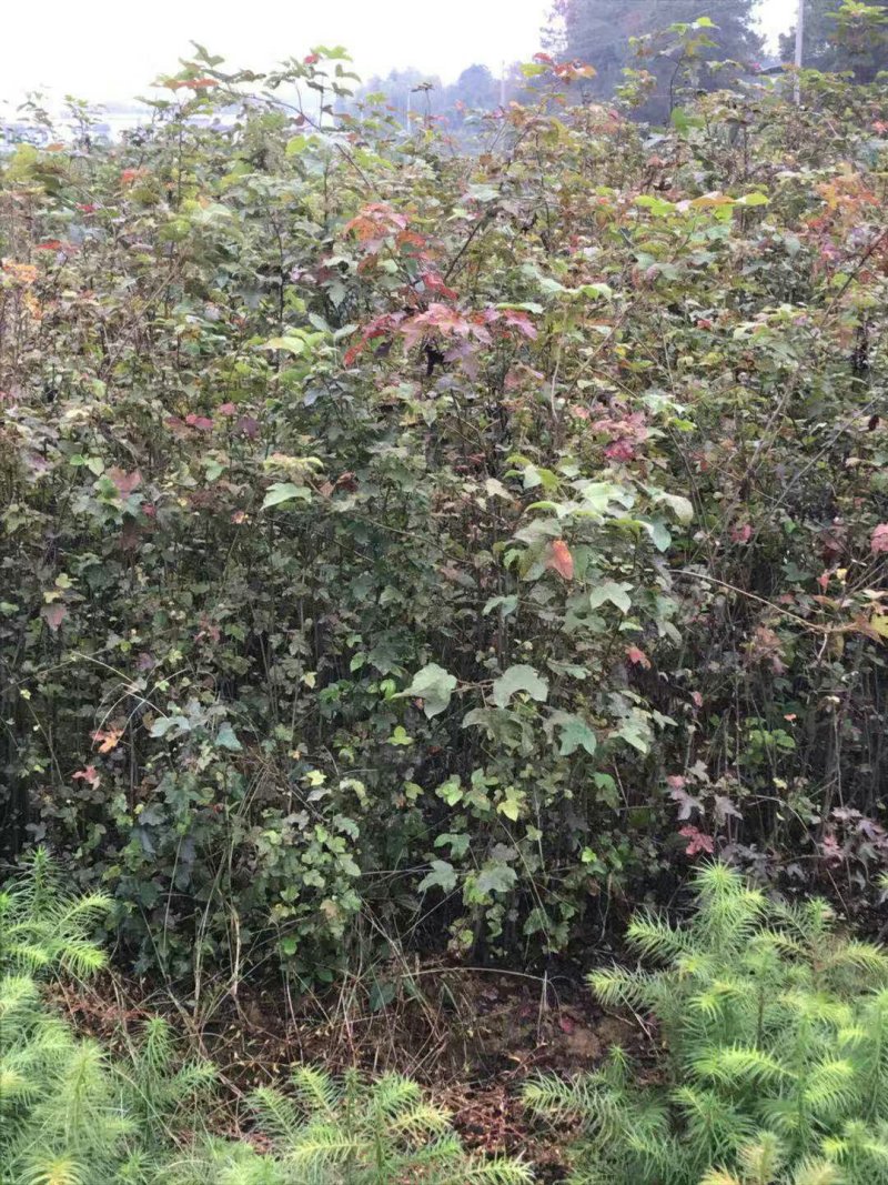 江西九江枫香小苗培育种植基地