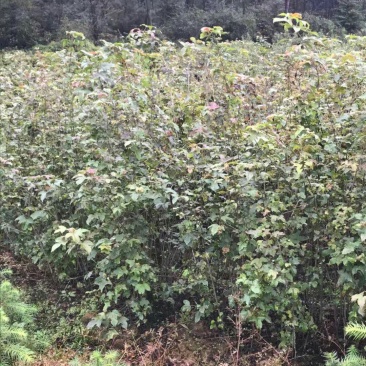 江西九江枫香小苗培育种植基地