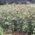江西九江枫香小苗培育种植基地