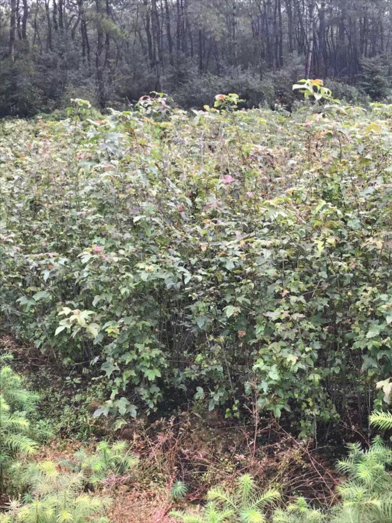 江西九江枫香小苗培育种植基地
