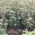 江西九江枫香小苗培育种植基地