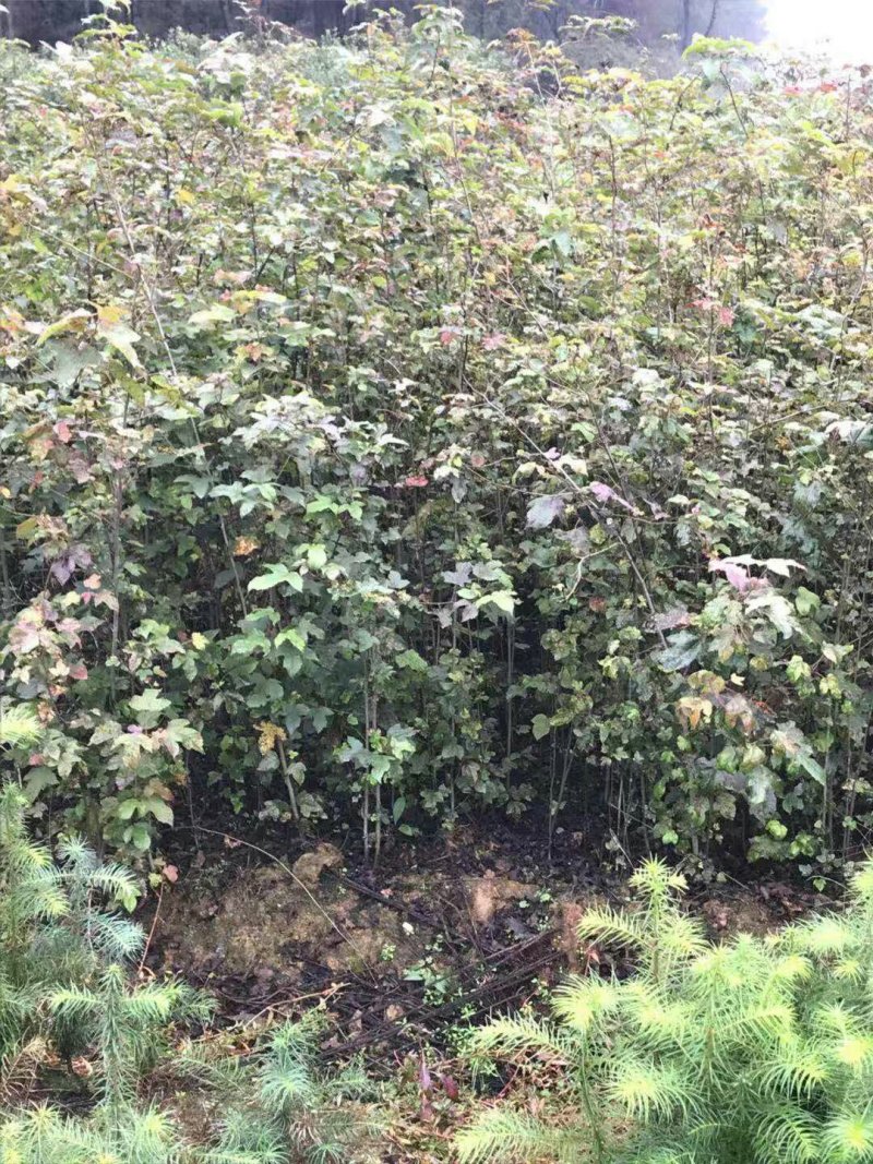 江西九江枫香小苗培育种植基地
