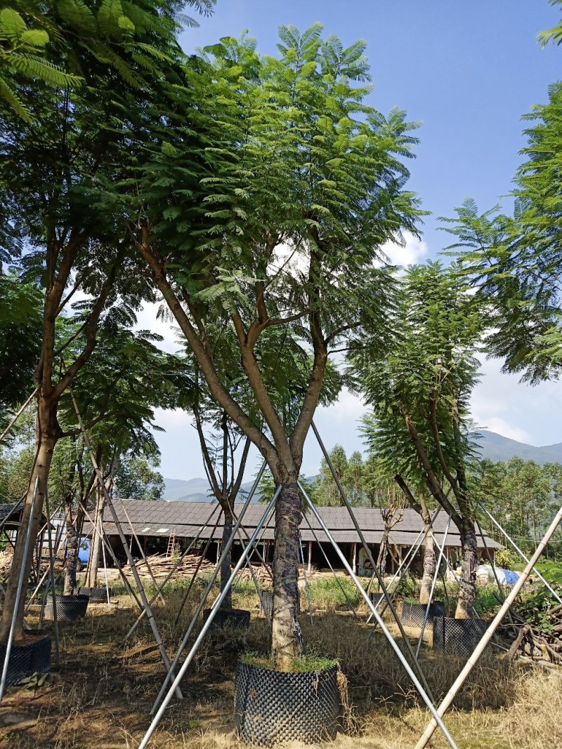 凤凰树漳州凤凰木苗圃供应，多规格凤凰木