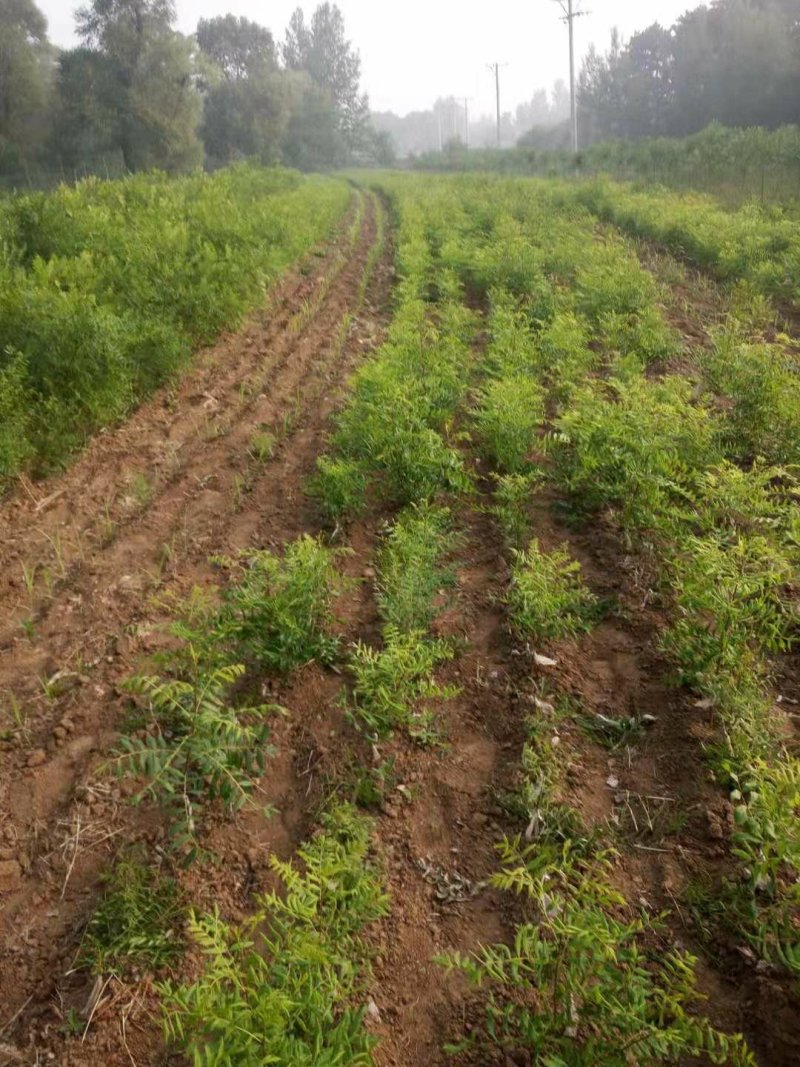 红花文冠果树树苗