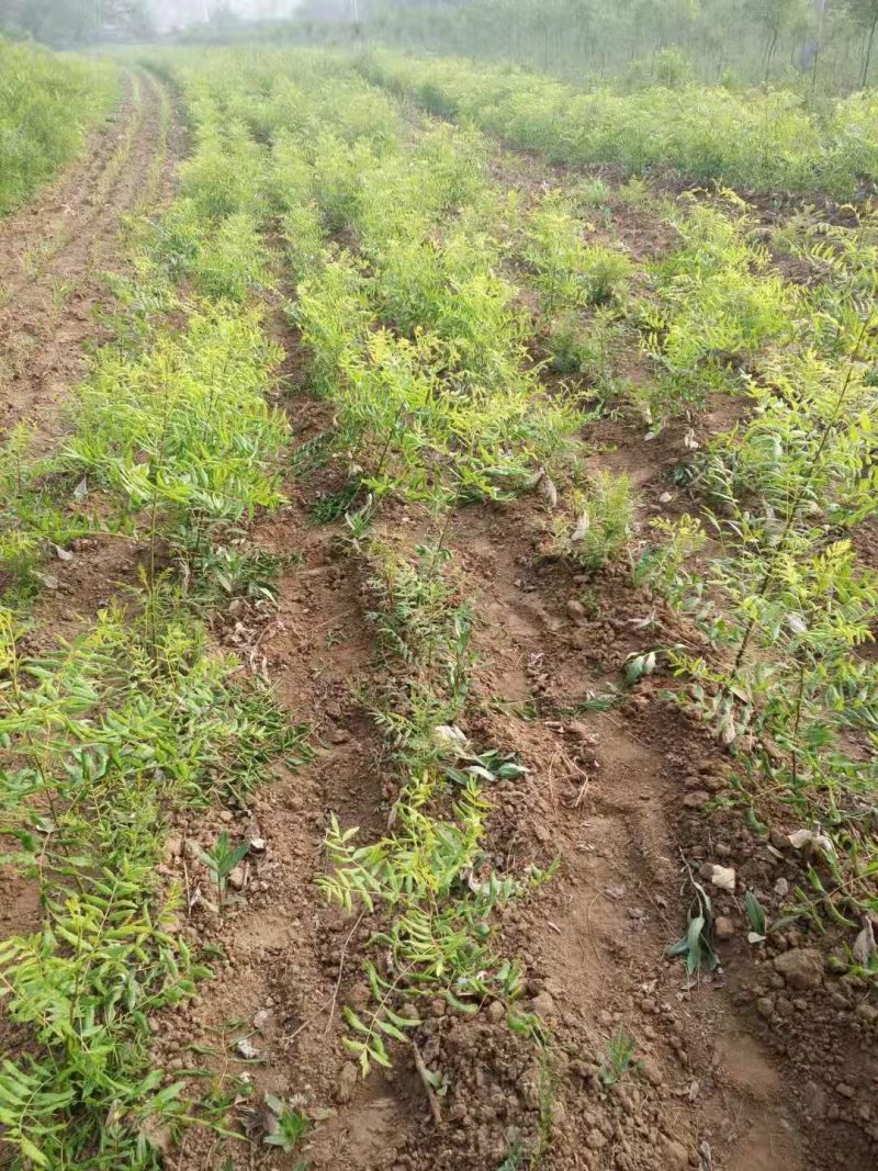 红花文冠果树树苗