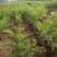 红花文冠果树树苗