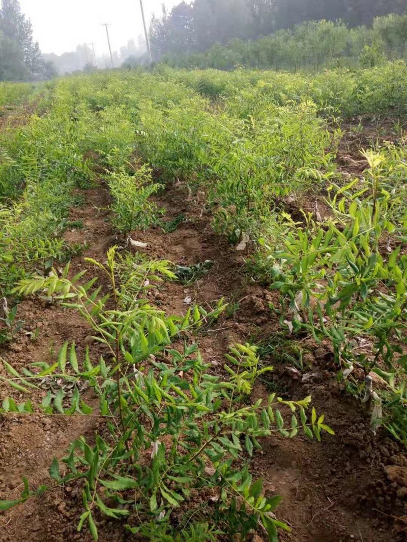 红花文冠果树树苗
