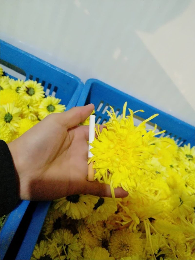 金丝皇菊干货