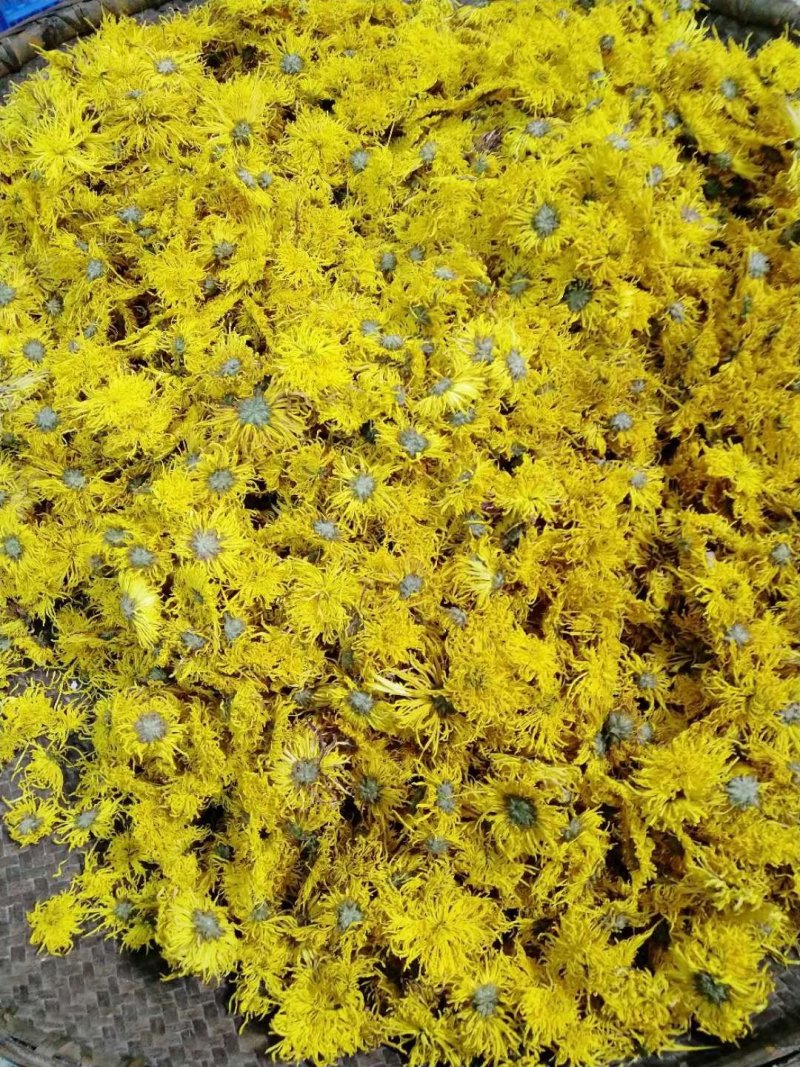 金丝皇菊干货
