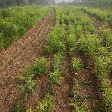 红花文冠果树树苗