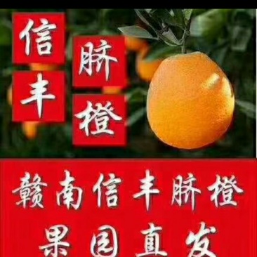 信丰脐橙