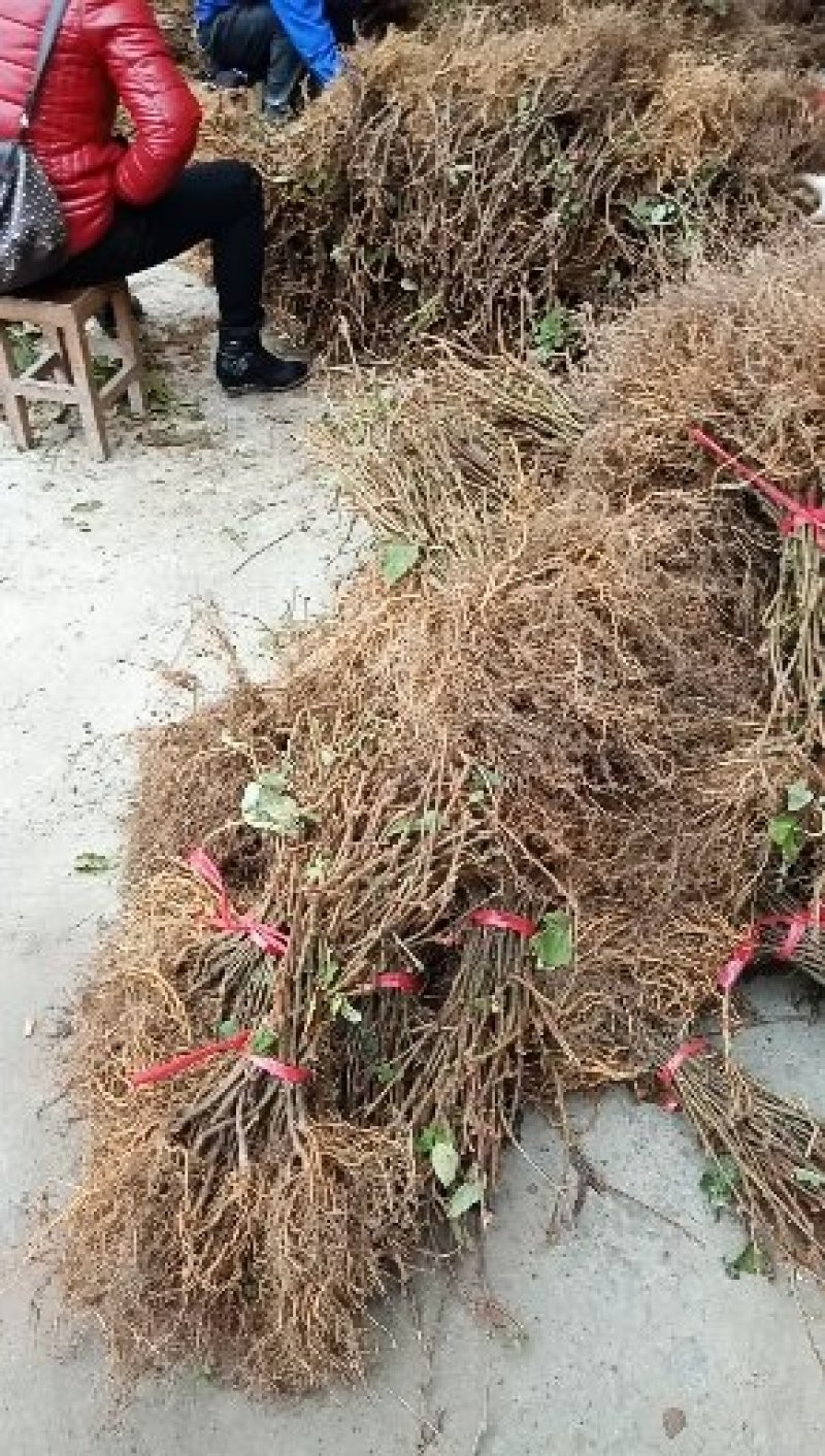 产地发货，猕猴桃实生苗，粗度0.8cm以上