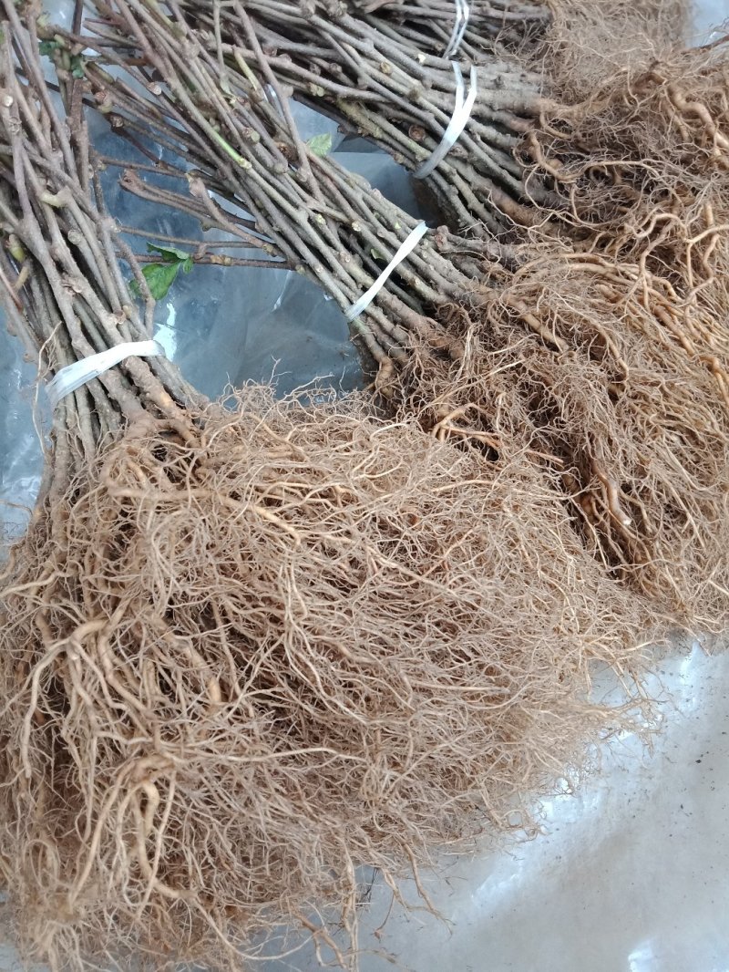 产地发货，猕猴桃实生苗，粗度0.8cm以上