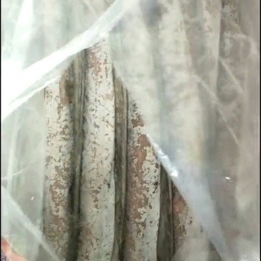 带鱼，鲅鱼，去头鱼批发