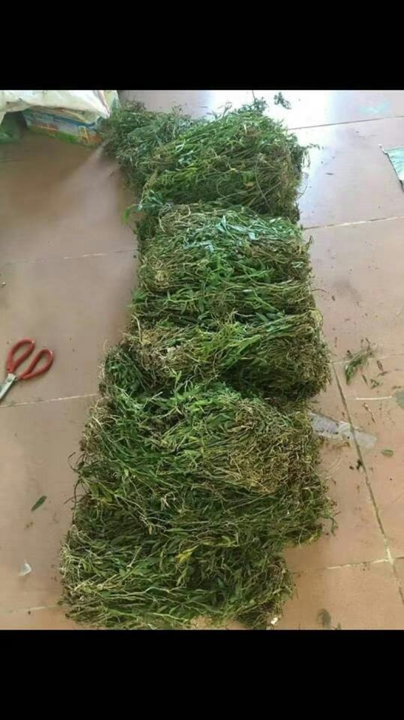 美花石斛小黄草