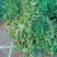 美花石斛小黄草