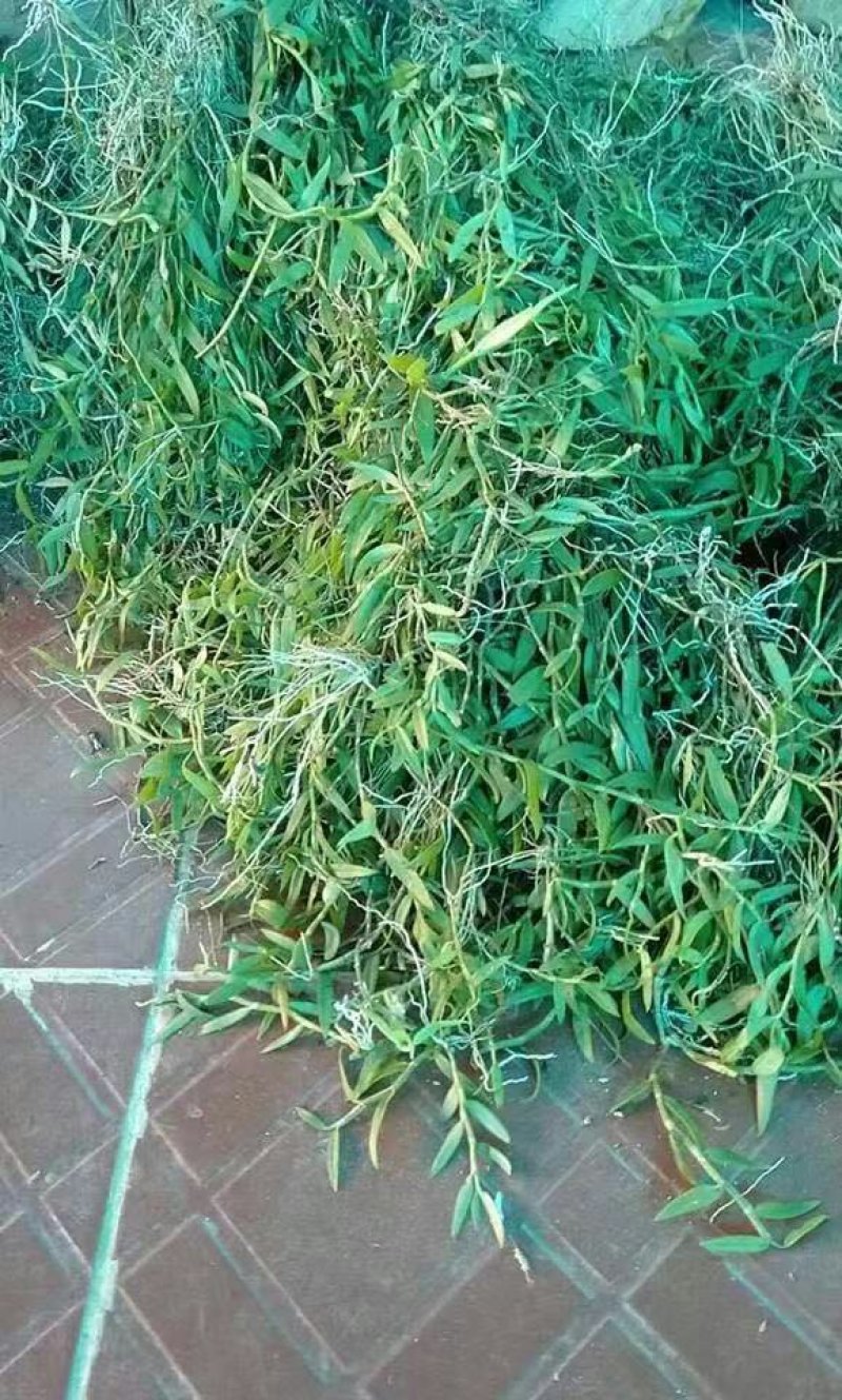 美花石斛小黄草