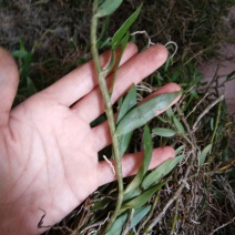 美花石斛小黄草