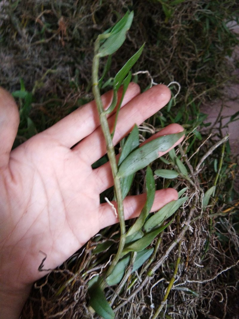 美花石斛小黄草