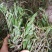 美花石斛小黄草